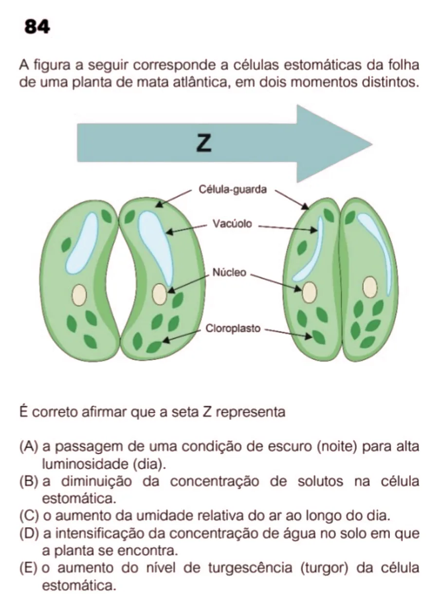 Questão da FUVEST sobre células estomáticas